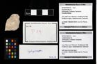 Foto (Objekt + Etikett) von Cycloprosopon sp.  (NHMW-GEO-2014-0194-0019)